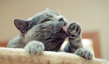 猫咪向前抖爪子是为什么原因 猫咪向前抖爪子是为什么原因