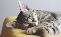 家里死了猫的禁忌