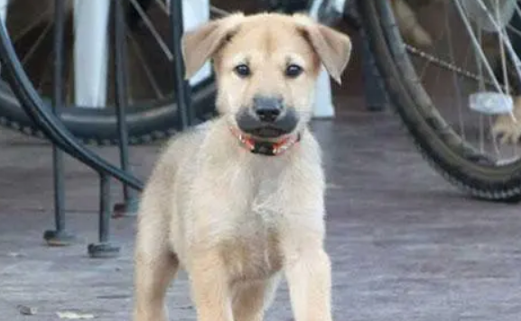 奇努克犬有咽炎怎么办？根据病因采取措施
