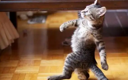 猫咪跳舞不愿分离为什么还叫