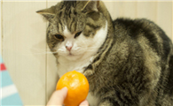 小猫咪恐惧橙子的原因