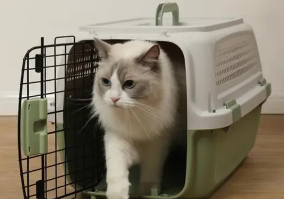 猫可以飞机托运吗 猫可以飞机托运吗
