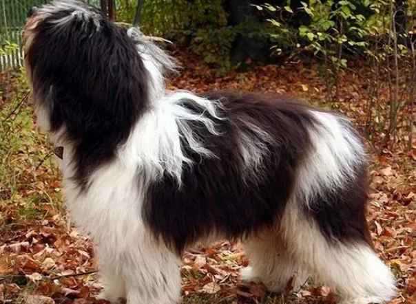 image.png波兰低地牧羊犬犬瘟热怎么治疗?方法如下。 image.png波兰低地牧羊犬犬瘟热怎么治疗?方法如下。