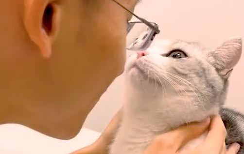 猫为什么喜欢挨着男的