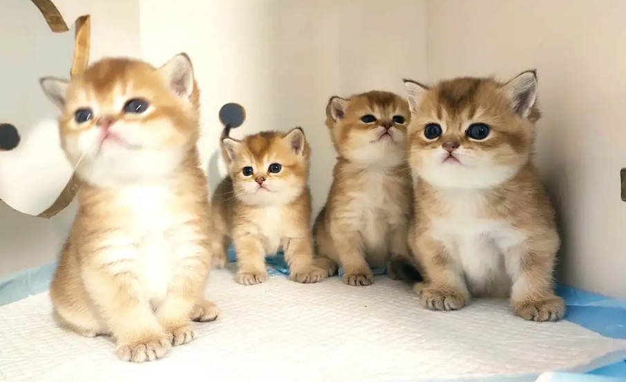 金渐层猫该如何挑选？别忘了看这个！