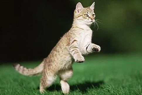 猫咪为什么跳跃会发生叫声呢 猫咪为什么跳跃会发生叫声呢