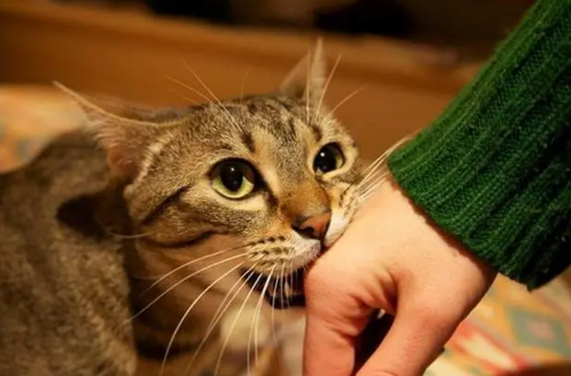 猫咪为什么老要咬人呢怎么回事