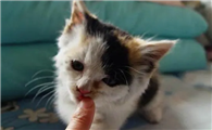 猫咪为什么不喜欢人指它