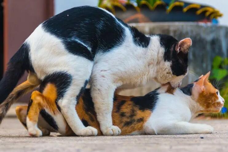 猫配对几秒就结束了
