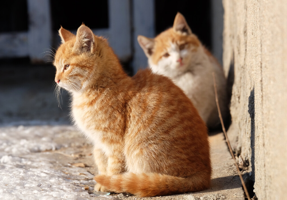 流浪猫蹭你,会把寄生虫蹭上吗?