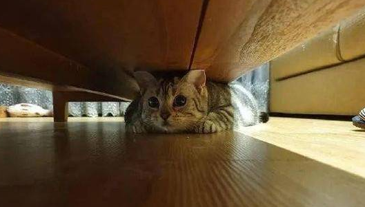 小猫咪为什么喜欢躲床底