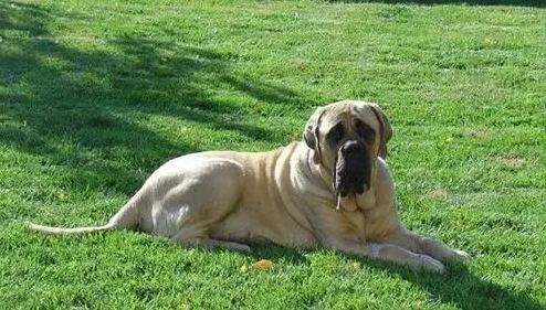 马士提夫獒犬耳朵护理方法，一定要学习！