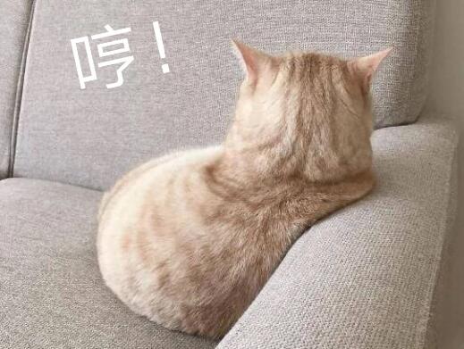很多猫咪为什么不理你了呢