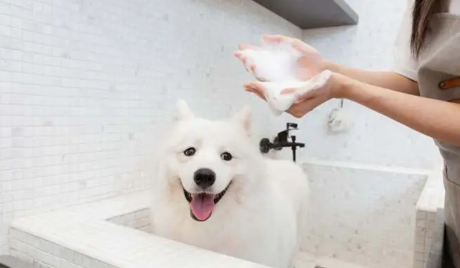 狗狗洗澡要多少钱