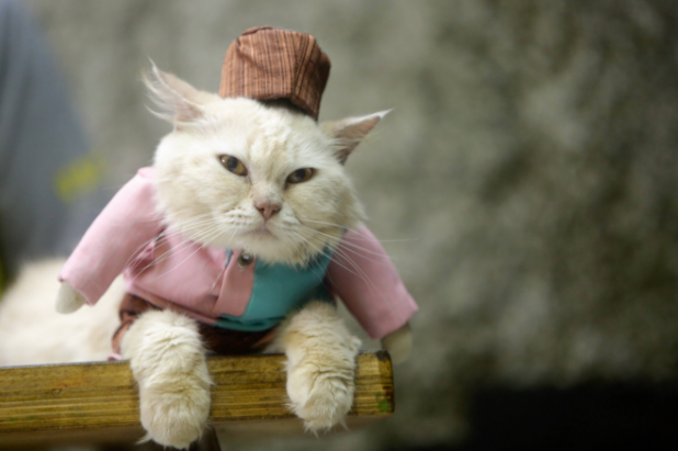 猫咪为什么歪头吵架怎么回事