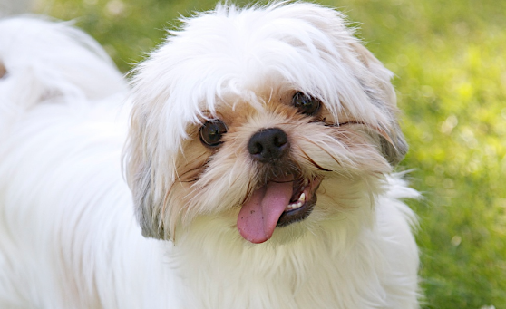 西施犬怎么训练？训练教程都在这里