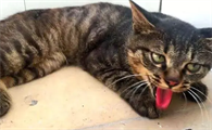 猫干呕一抽一抽但没吐东西