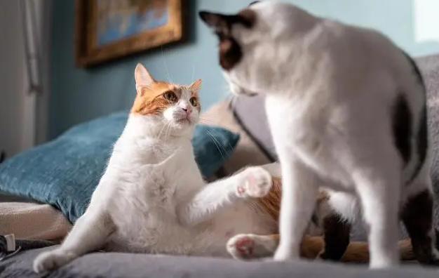 猫咪为什么忽然不粘人啦 猫咪为什么忽然不粘人啦