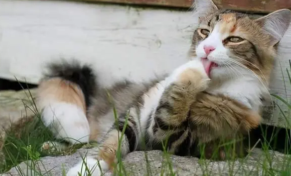 猫咪为什么要舔手或挠头 猫咪为什么要舔手或挠头