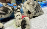 猫咪绝育后为什么发烧了呢