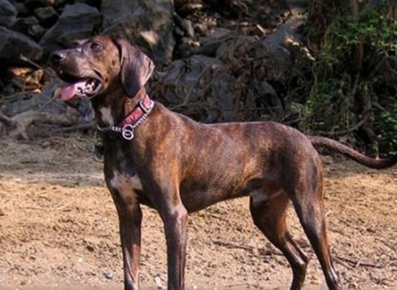 普罗特猎犬握手怎么学?这些技巧帮你搞定! 普罗特猎犬握手怎么学?这些技巧帮你搞定!