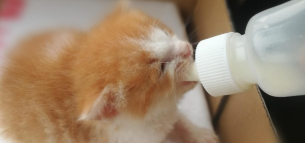 小猫刚生下来怎么照顾