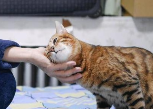 孩子要中考建议养猫吗