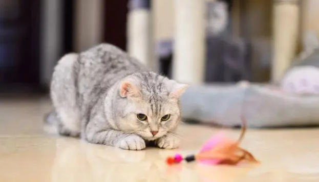 猫咪为什么总吃手指食物 猫咪为什么总吃手指食物