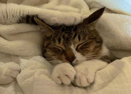 猫咪为什么喜欢在被子尿呢