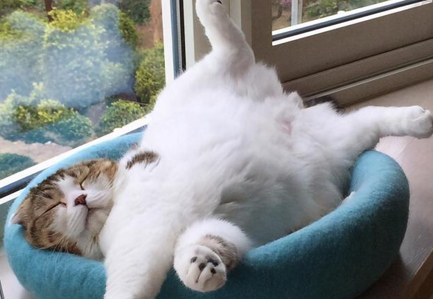 把猫长期关在一个房间里 把猫长期关在一个房间里