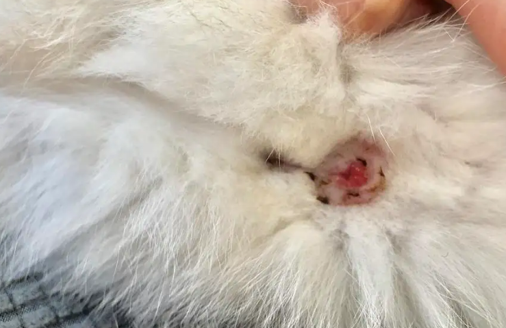 猫咪为啥脱肛