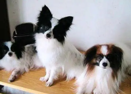 蝴蝶犬怎么剪毛才能变得“美丽动人”？