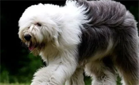 英国古代牧羊犬一只多少钱?想养的看过来