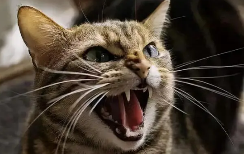怎样惹怒一只猫
