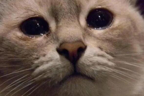猫为什么会流泪 猫为什么会流泪