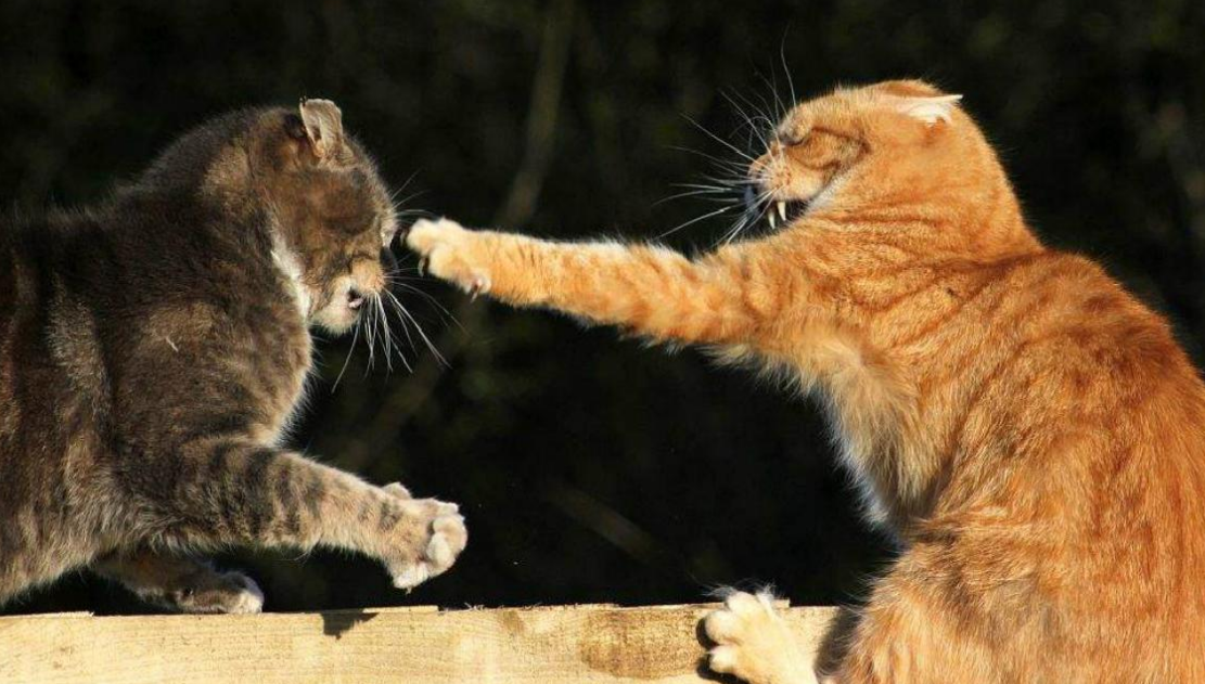 猫咪打嗝打架是为什么