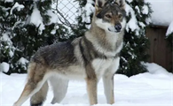 今日分析:捷克狼犬有什么优点