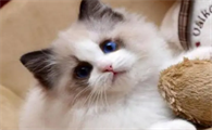 猫咪多久喂一次