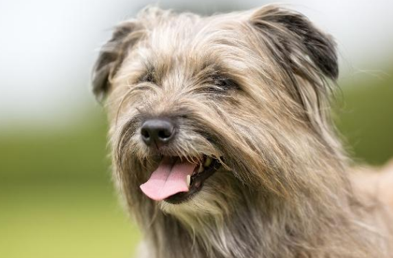 比利牛斯牧羊犬得了耳螨怎么治疗?耳螨怎么治? 比利牛斯牧羊犬得了耳螨怎么治疗?耳螨怎么治?