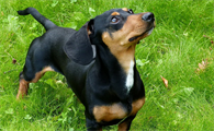 腊肠犬得了犬瘟热怎么办?速来看看~