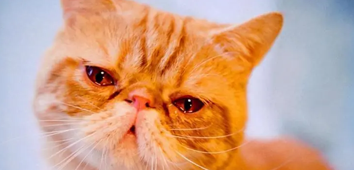 宠物猫流眼泪是怎么回事儿 宠物猫流眼泪是怎么回事儿