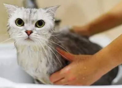 猫咪洗澡为什么会积水的原因