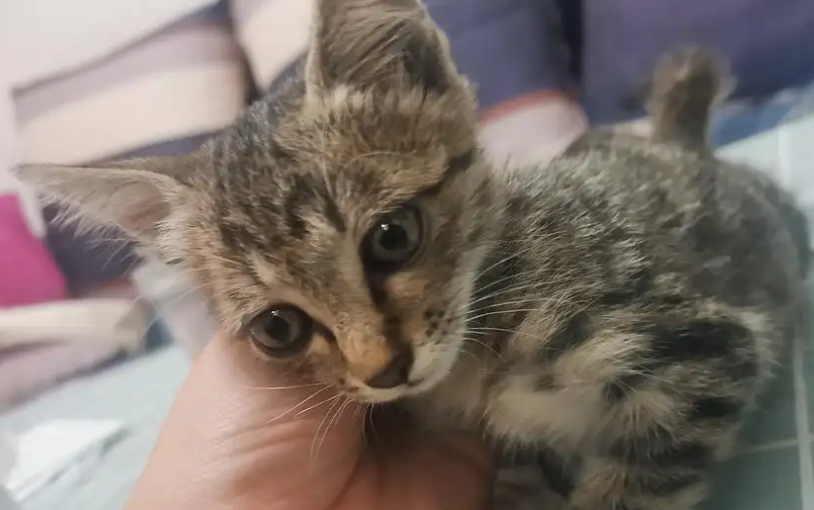 狸花猫从小养会很乖吗？并不会