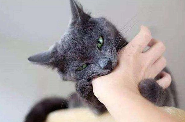 猫咪为什么抱着尾巴咬人呢