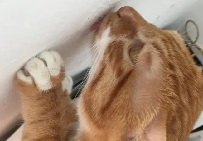 猫咪为什么啃墙壁板