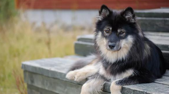 芬兰拉普猎犬咳嗽怎么办？我来告诉你！