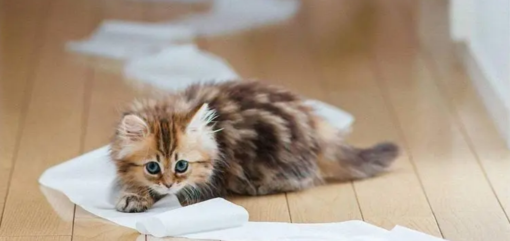 小猫咪生气都这么可爱