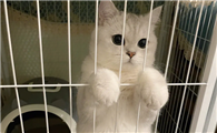 猫咪为什么不喜欢进笼子