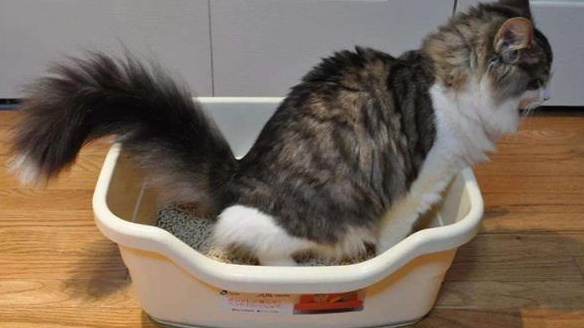猫为什么闻起来臭臭的 猫为什么闻起来臭臭的