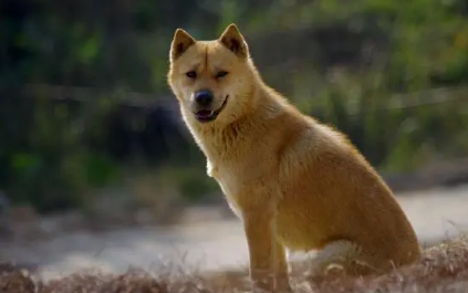中华田园犬怕冷吗?此文帮你解答 中华田园犬怕冷吗?此文帮你解答